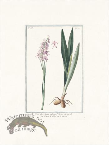 Bonelli 670 early purple orchis